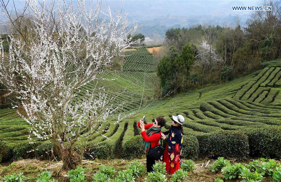 CHINA-SHAANXI-XIXIANG-SPRING-TEA GARDEN (CN)