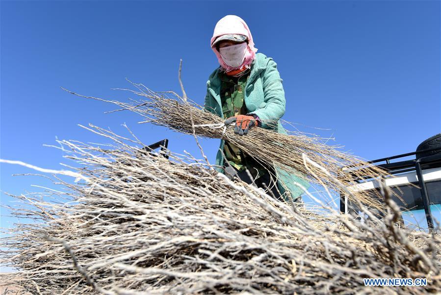 CHINA-INNER MONGOLIA-DESERT-GREENING (CN)