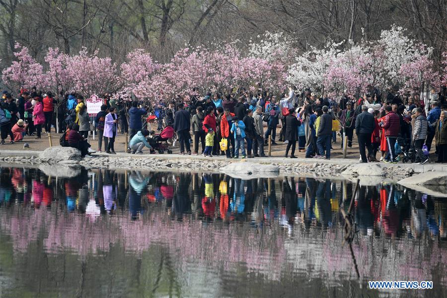 CHINA-BEIJING-YUYUANTAN PARK-CHERRY BLOSSOM (CN)