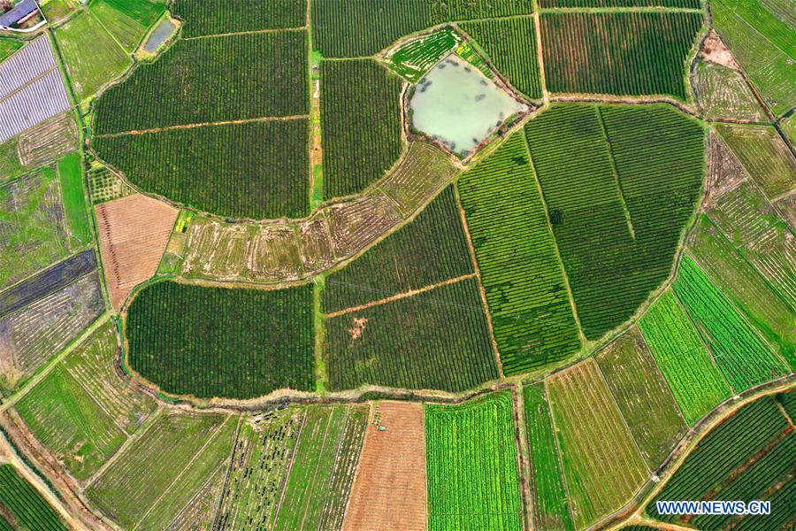 #CHINA-TEA-HARVESTING (CN)