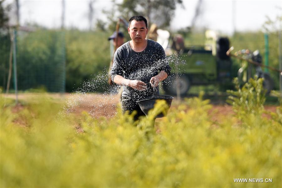 CHINA-GANSU-HUIXIAN-POVERTY ALLEVIATION-TREE NURSERY (CN)