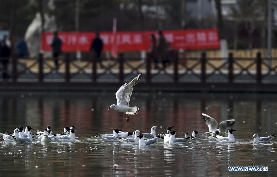 CHINA-NINGXIA-YINCHUAN-BLACK-HEADED GULLS (CN)