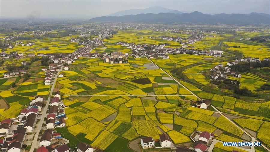 CHINA-SHAANXI-SPRING-COLE FLOWERS (CN)