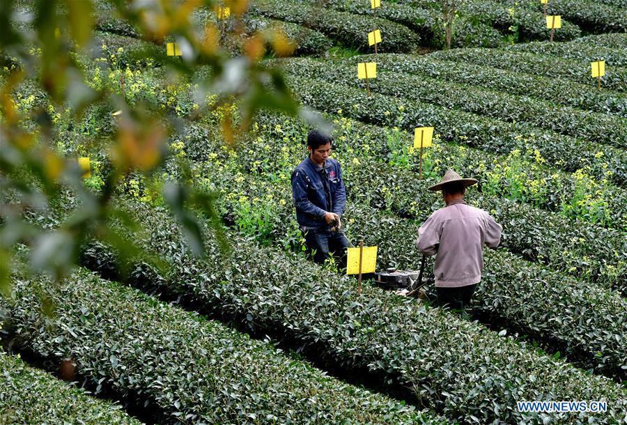 CHINA-FUJIAN-WUYISHAN-TEA GARDEN (CN)