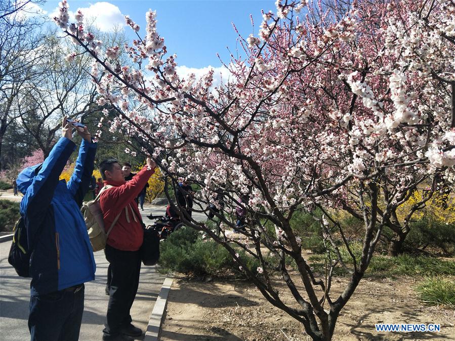 (Beijingcandid)CHINA-BEIJING-SPRING (CN)