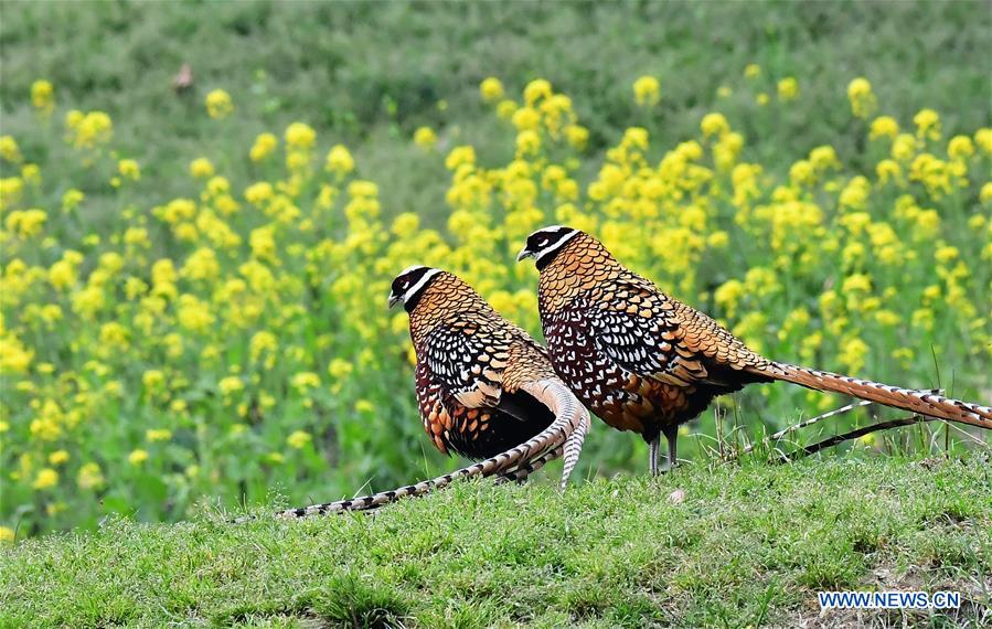 CHINA-HUBEI-WILDLIFE-REEVES'S PHEASANT (CN)