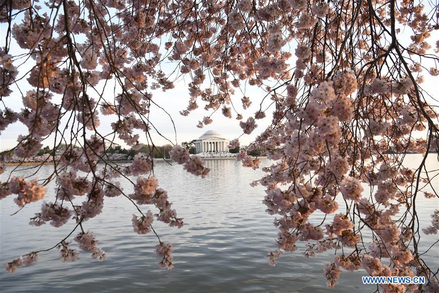 U.S.-WASHINGTON D.C.-CHERRY BLOSSOM