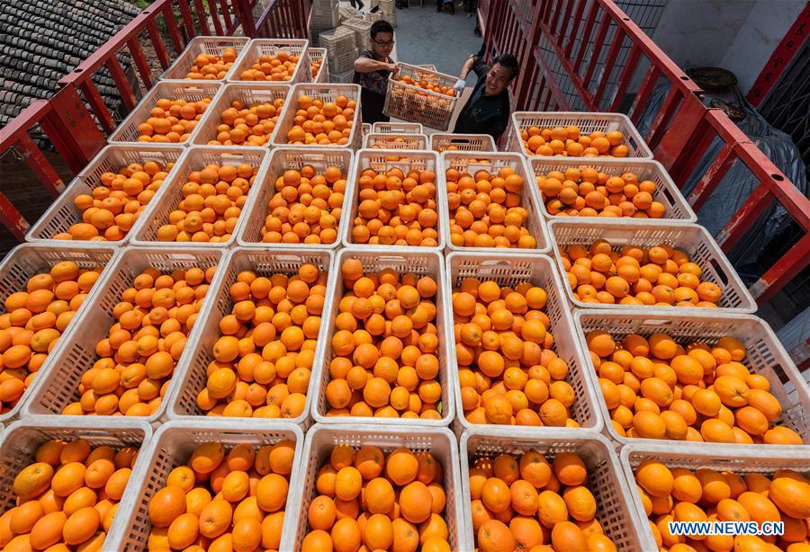 #CHINA-HUBEI-YICHANG-SPRING-NAVEL ORANGE-PRODUCTION (CN)