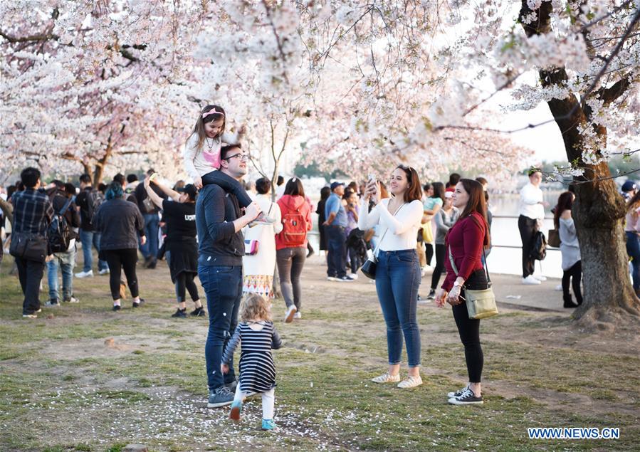 U.S.-WASHINGTON D.C.-CHERRY BLOSSOM