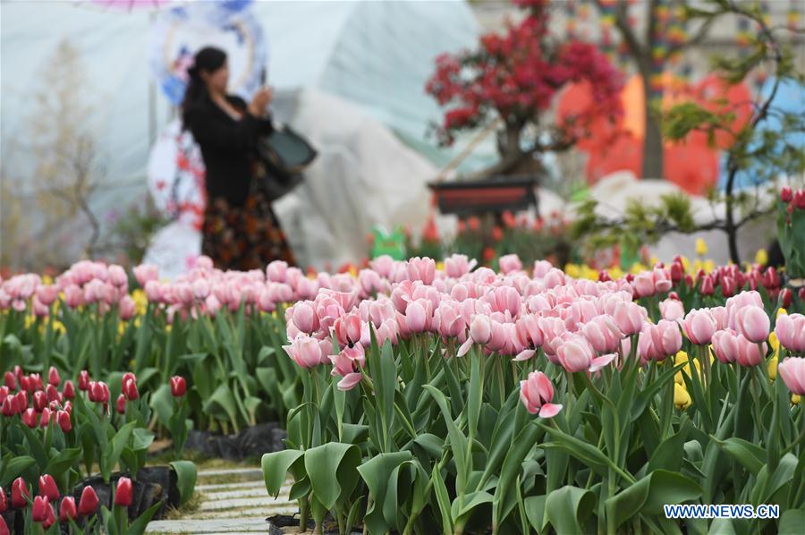 CHINA-GANSU-YUZHONG-TULIP (CN)