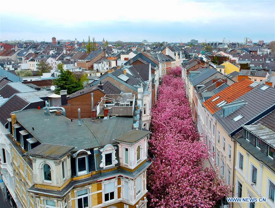 GERMANY-BONN-CHERRY-BLOSSOM