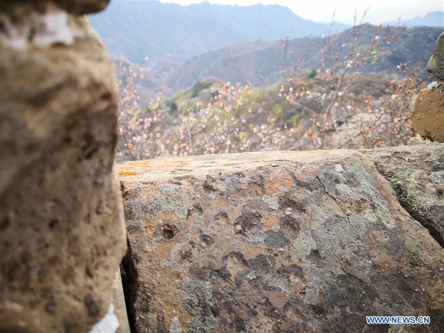 (Beijingcandid)CHINA-BEIJING-GREAT WALL-SPRING SCENERY (CN)