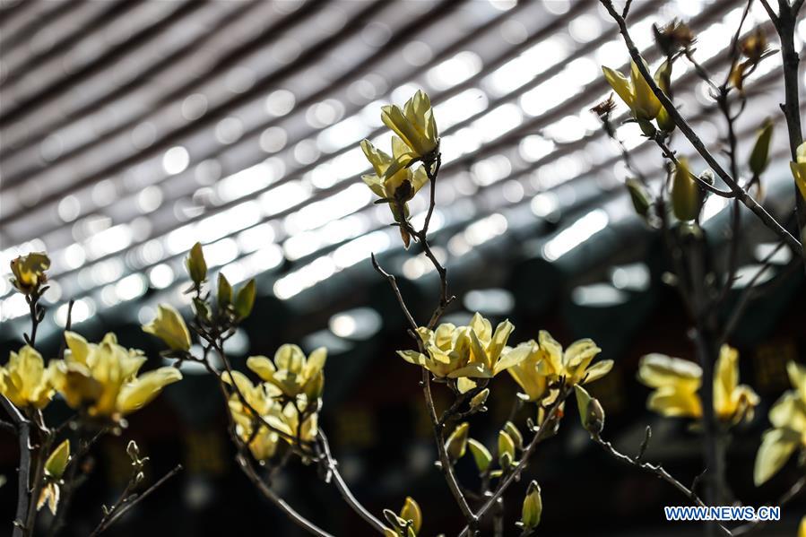 CHINA-LIAONING-SHENYANG-MAGNOLIA FLOWERS (CN)