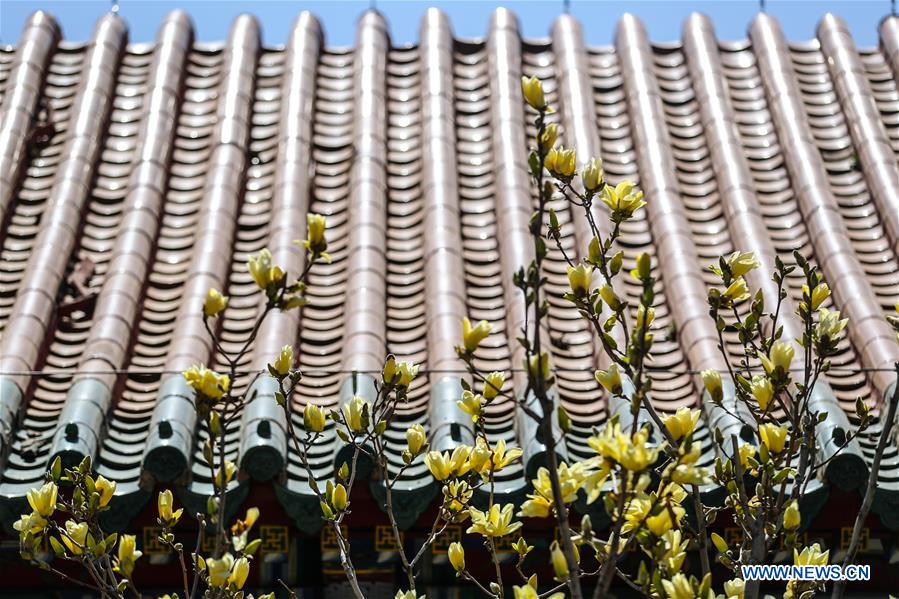 CHINA-LIAONING-SHENYANG-MAGNOLIA FLOWERS (CN)