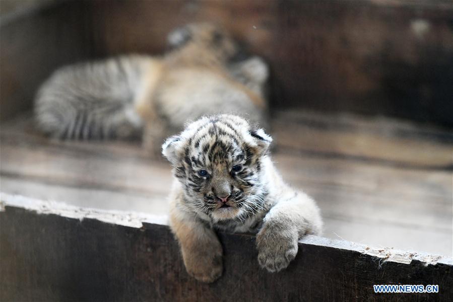 CHINA-HEILONGJIANG-HAILIN-TIGER CUBS (CN)