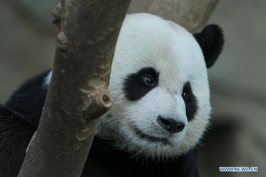 SOUTH KOREA-YONGIN-CHINA-GIANT PANDA