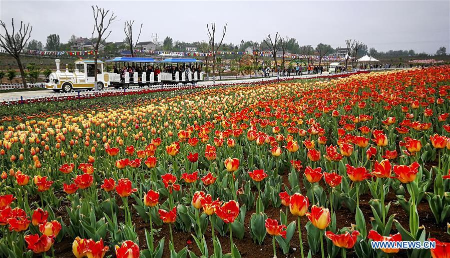 CHINA-SHAANXI-LUONAN-TULIP-TOURISM(CN)