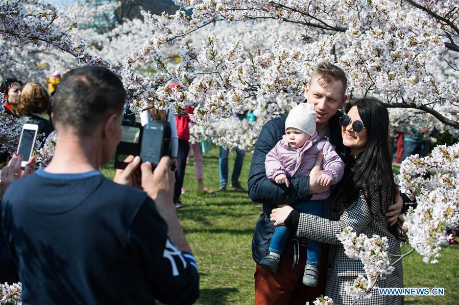 LITHUANIA-VILNIUS-CHERRY BLOSSOMS