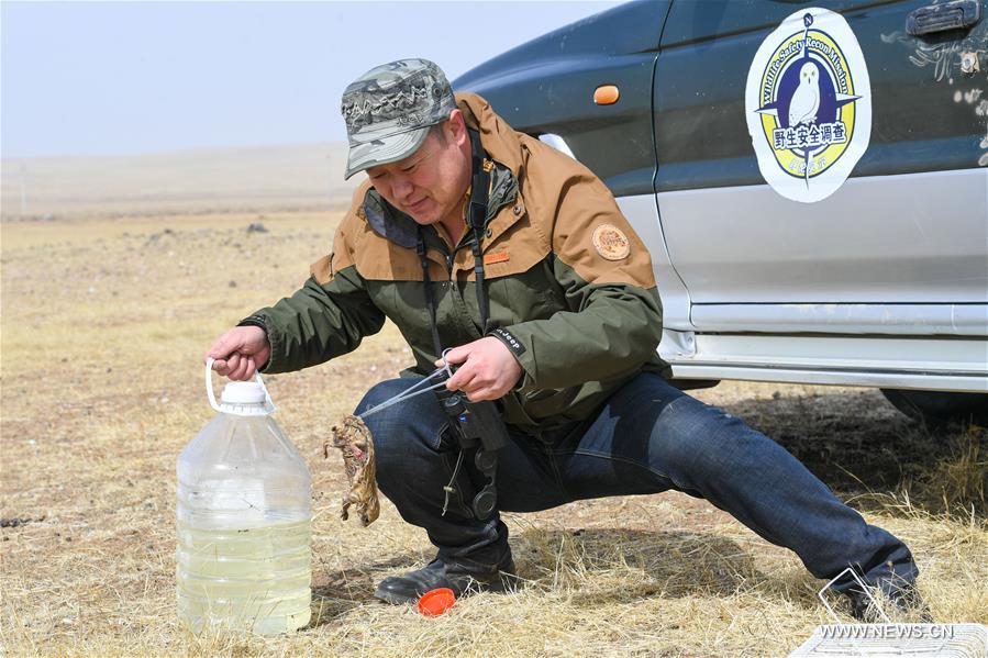 CHINA-INNER MONGOLIA-HULUN BUIR-WILDLIFE PROTECTOR (CN)