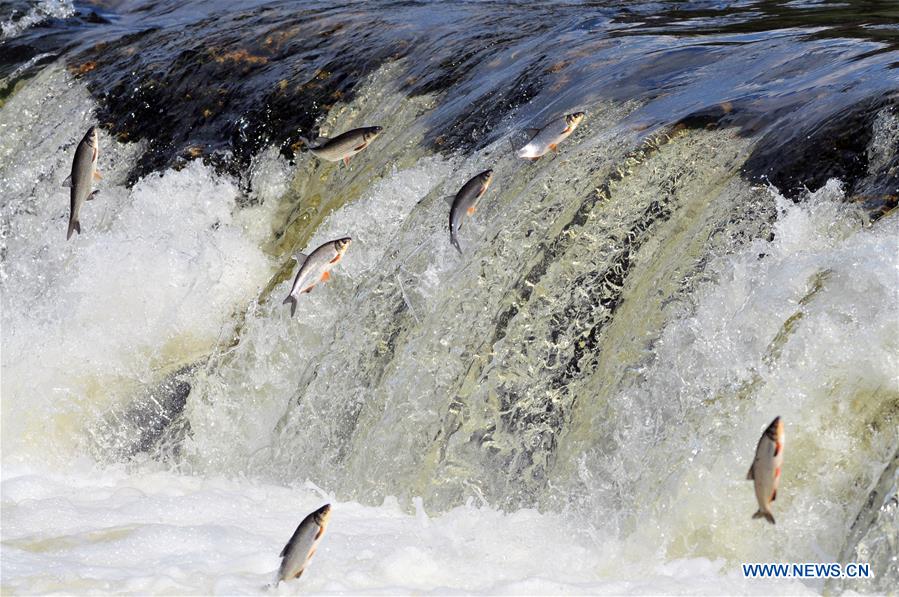 LATVIA-KULDIGA-VENTA RAPID-FLYING FISH