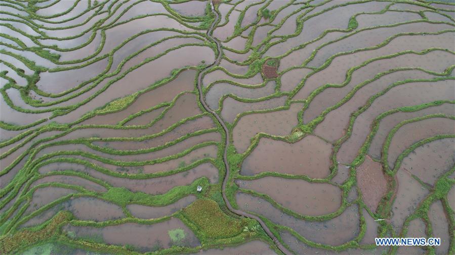 #CHINA-GUIZHOU-ZUNYI-TERRACED FIELDS (CN)