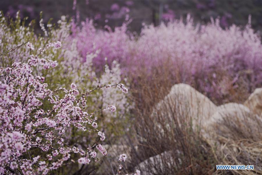 CHINA-HEBEI-CHONGLI-FLOWER-BLOSSOM (CN)