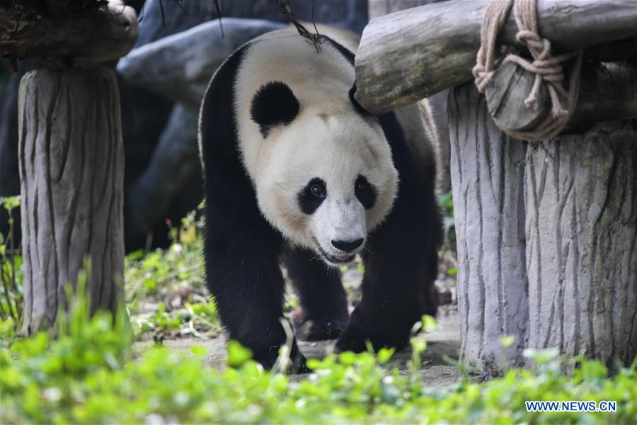 CHINA-SICHUAN-U.S.-GIANT PANDA-RETURN (CN)