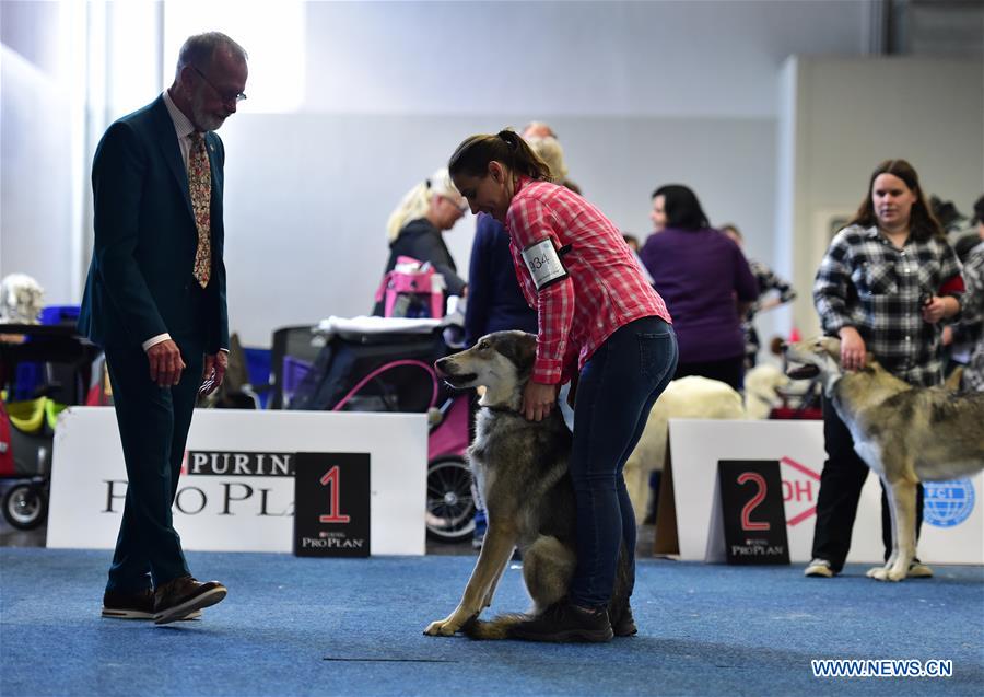 GERMANY-DORTMUND-DOG-CAT-EXHIBITION