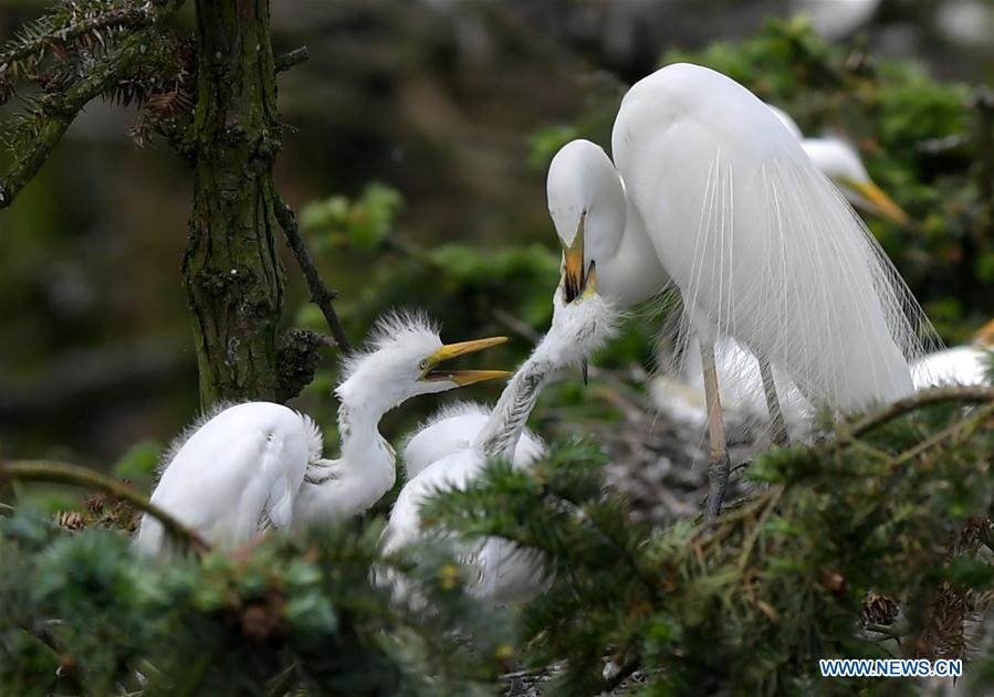 CHINA-JIANGXI-NANCHANG-EGRET (CN)