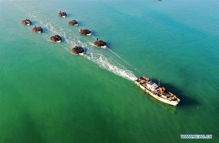 #CHINA-SHANDONG-RONGCHENG-KELP-HARVEST (CN)