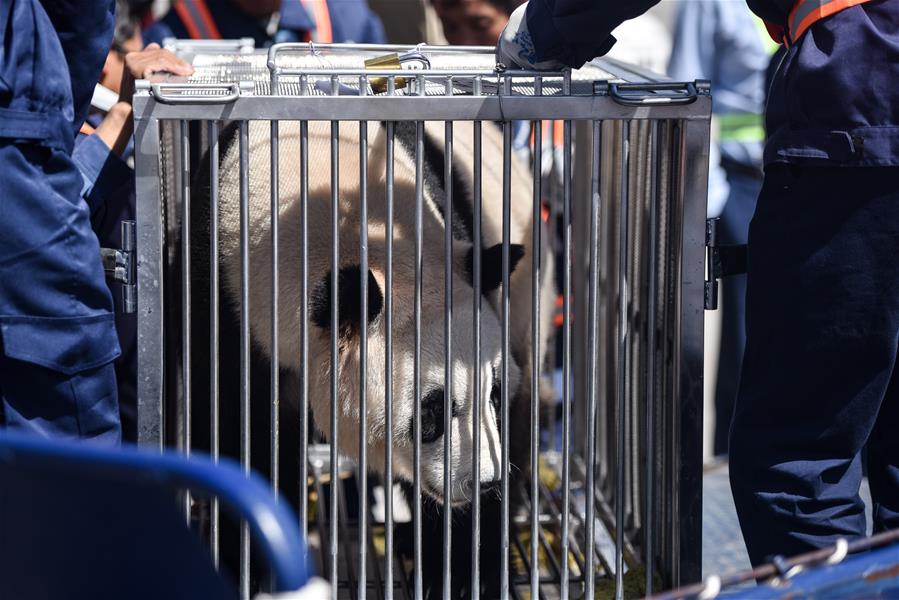 CHINA-QINGHAI-XINING-GIANT PANDAS (CN)