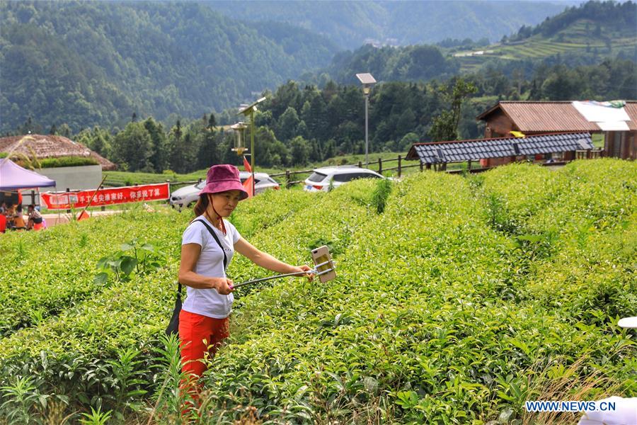 CHINA-GUIZHOU-DUSHAN-TEA GARDEN (CN)