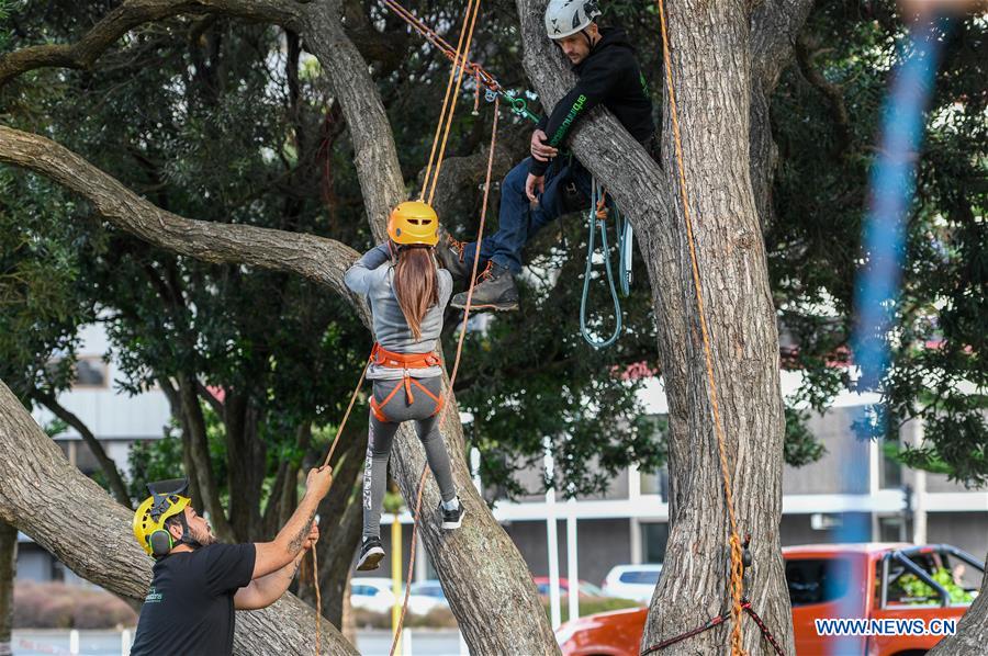 NEW ZEALAND-WELLINGTON-TREE CLIMBING COMPETITION