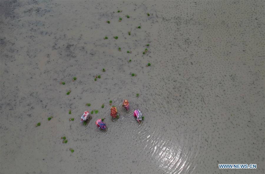 KASHMIR-SRINAGAR-RICE PLANTING