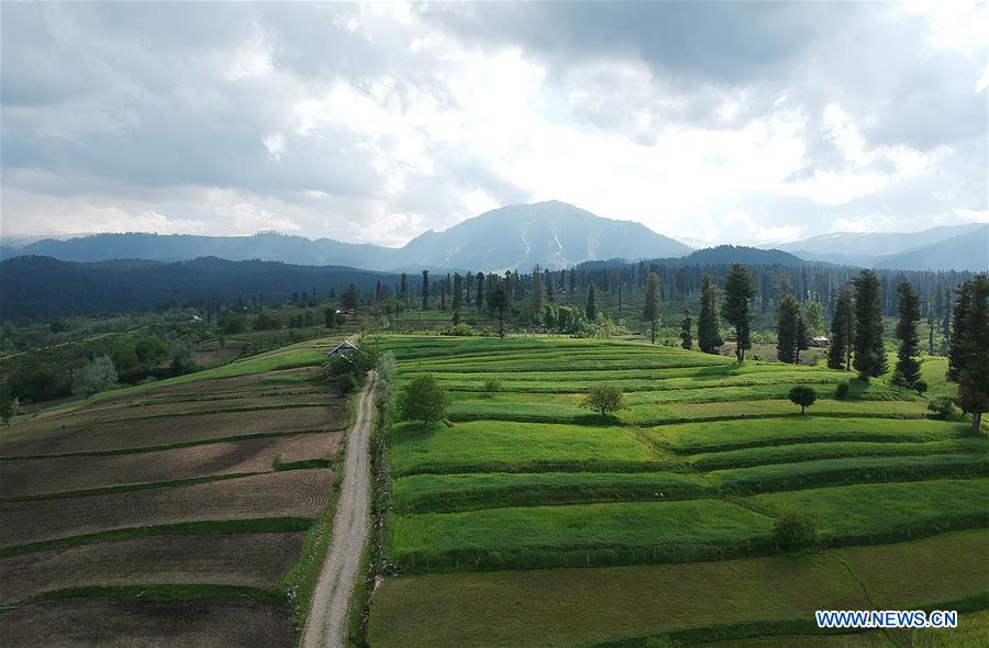 KASHMIR-SRINAGAR-AGRICULTURE