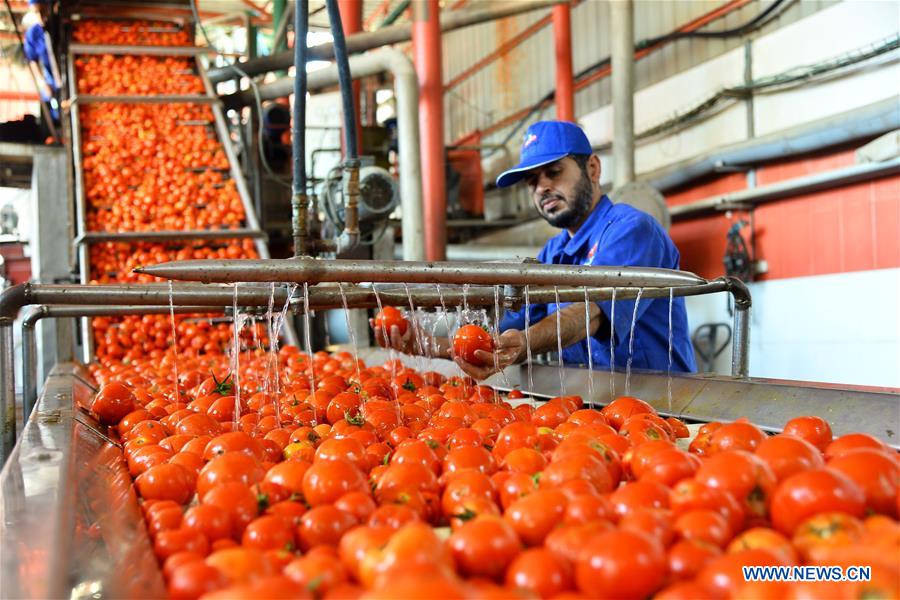 MIDEAST-GAZA-TOMATO PASTE