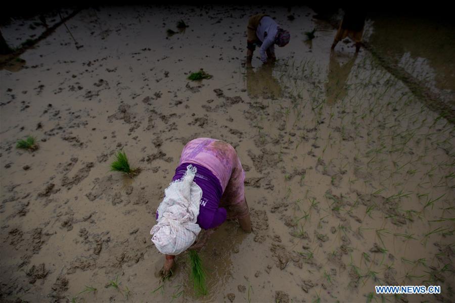 NEPAL-LALITPUR-MONSOON-PADDY FIELD