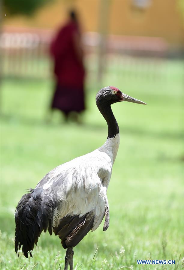 CHINA-XIGAZE-TASHILUNPO MONASTERY-MIGRATORY BIRDS (CN)