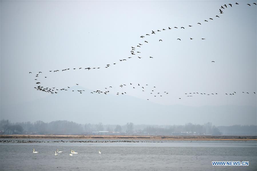 CHINA-HEILONGJIANG-WETLAND PROTECTION (CN)