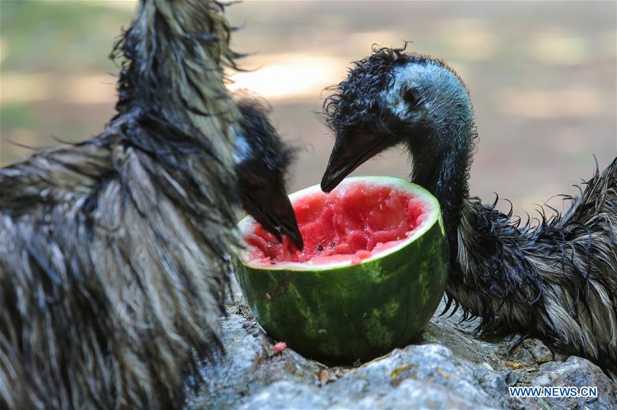 CROATIA-ZAGREB-HEAT WAVE-ZOO