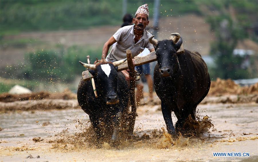 NEPAL-DHADING-NATIONAL PADDY DAY FESTIVAL