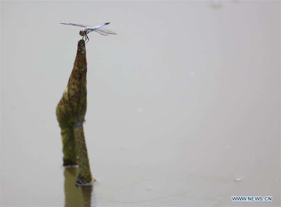 CHINA-ZHEJIANG-DEQING-WETLAND (CN)