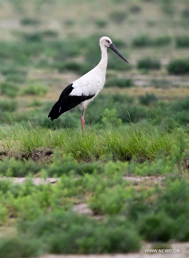 CHINA-MIGRATORY BIRD SANCTUARIES-UNESCO-WORLD HERITAGE LIST (CN)