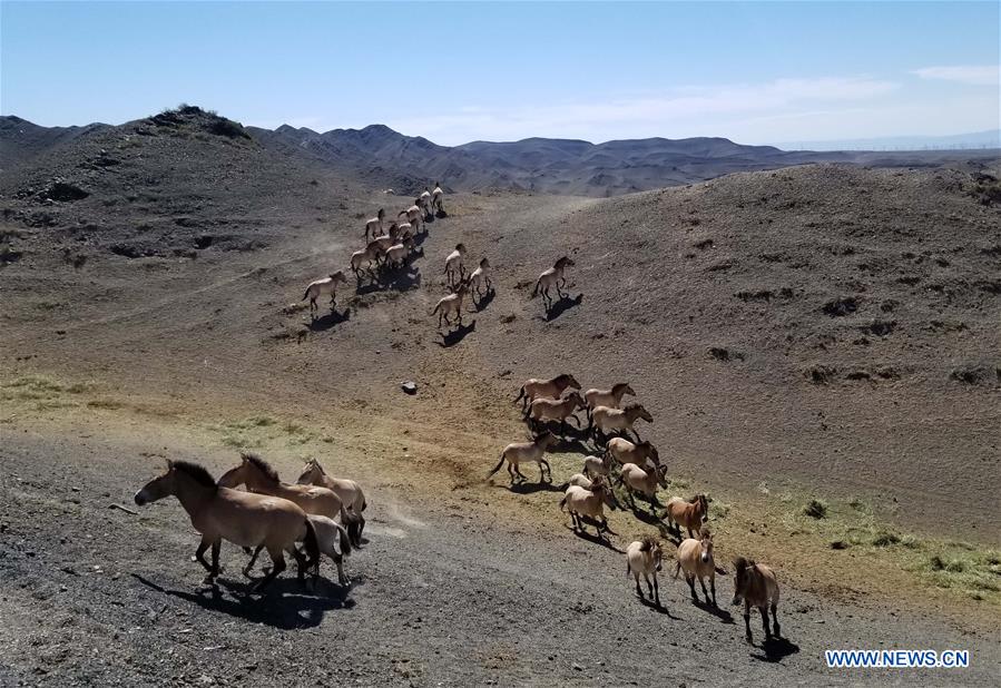 CHINA-XINJIANG-PRZEWALSKI'S HORSE (CN)