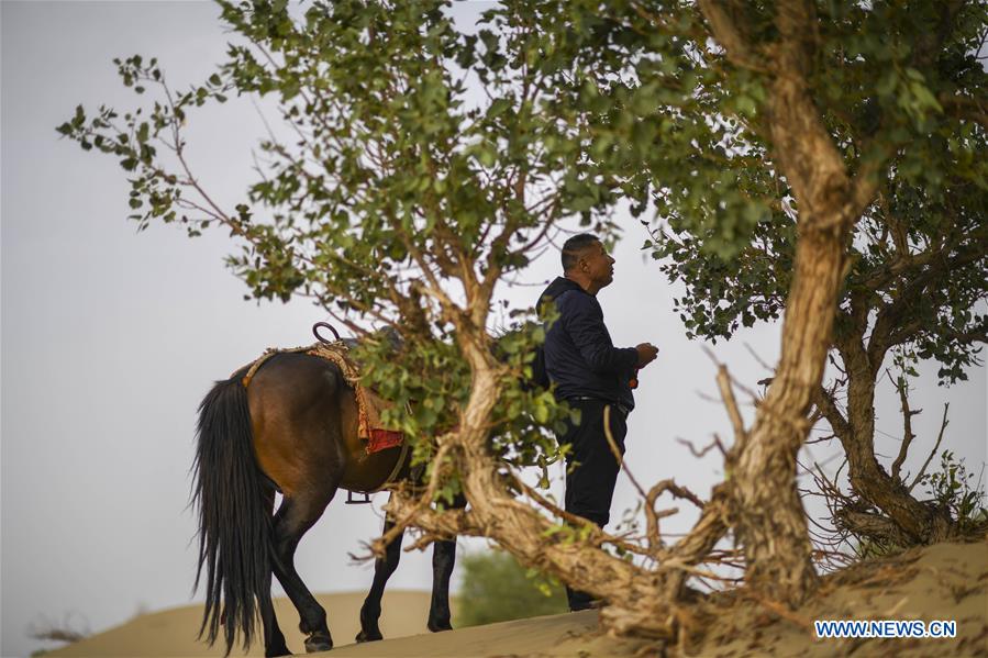 CHINA-XINJIANG-DESERT POPLAR-RANGER (CN)