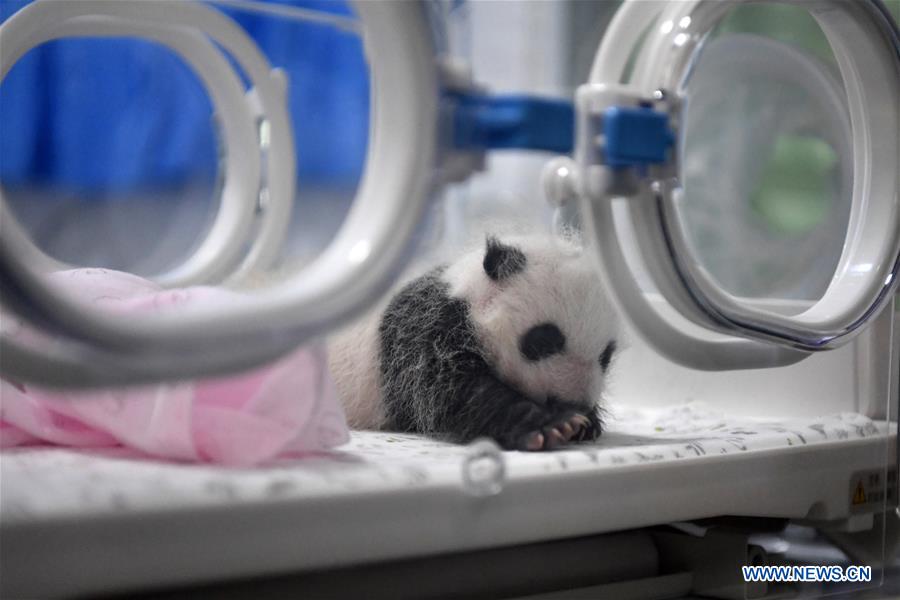 CHINA-CHONGQING-PANDA CUBS (CN)