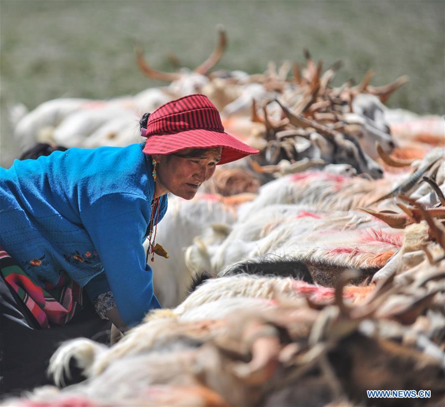 CHINA-TIBET-SHEEP MILK (CN)