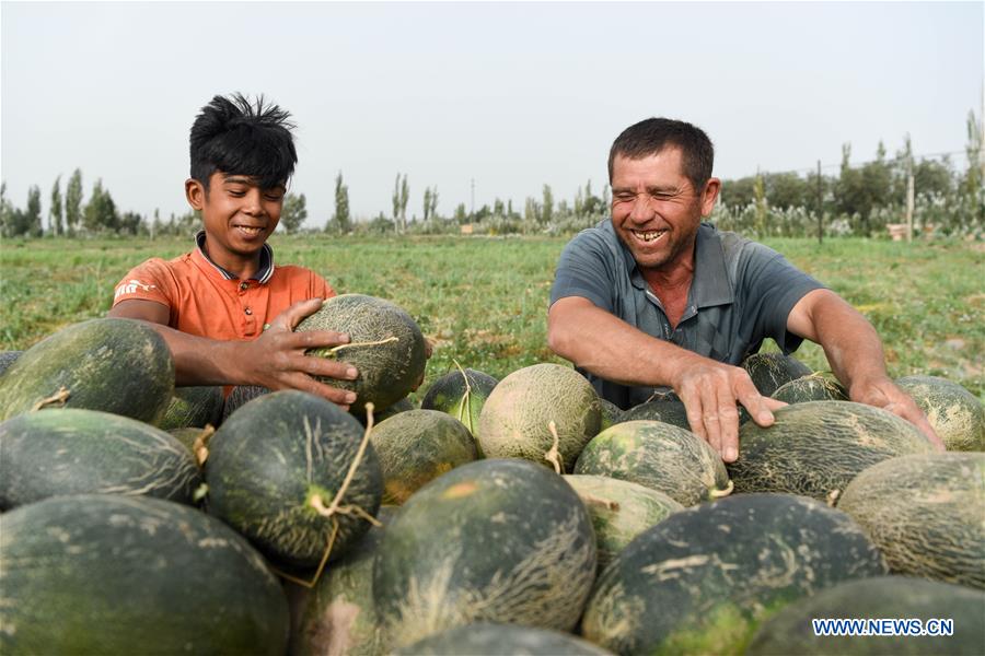 CHINA-XINJIANG-KASHGAR-CANTALOUPE (CN)