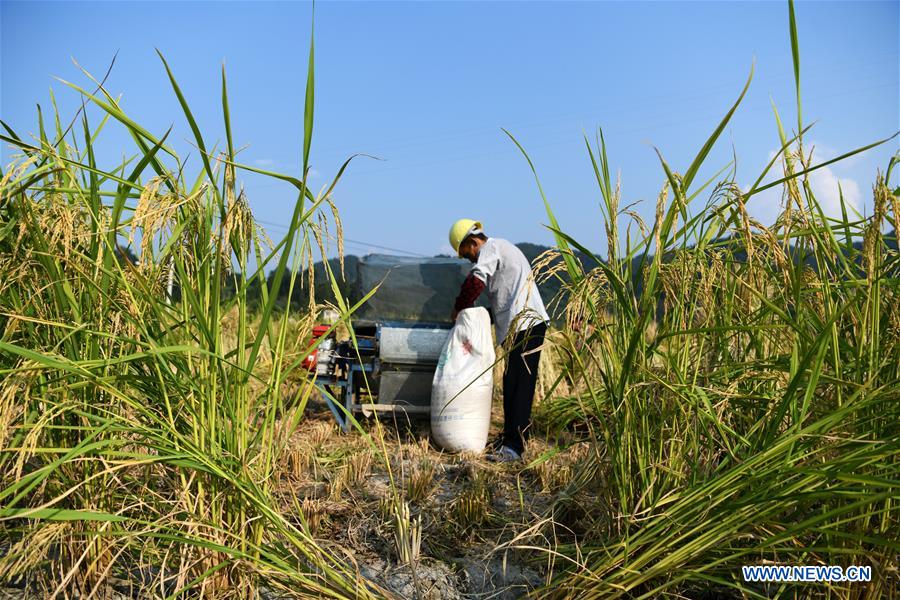 CHINA-GUIZHOU-CENGONG-HYBRID RICE SEED PRODUCTION (CN)