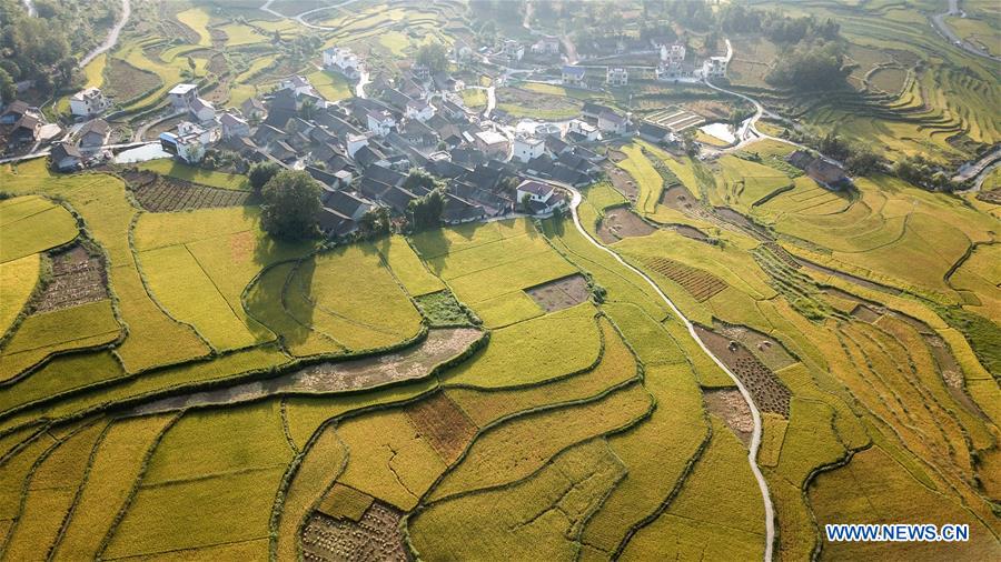 CHINA-HUNAN-HUAYUAN COUNTY-RICE FIELD-AUTUMN SCENERY (CN)